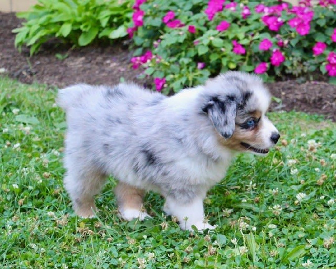 Miniature Australian Shepherd dogs for sale: Ottis - Image 4