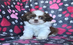 Shih Tzu dogs for sale: Charlie - Image 12