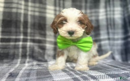 Cavapoo dogs for sale: Cheeto - Image 1