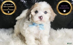 Maltipoo dogs for sale: Happy - Image 1