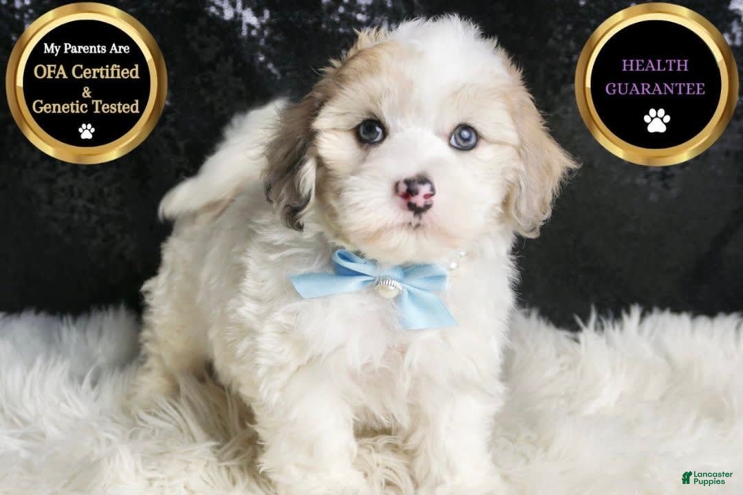 Maltipoo dogs for sale: Happy - Image 1