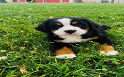 Bernese Mountain Dog dogs for sale: Joker - Image 3