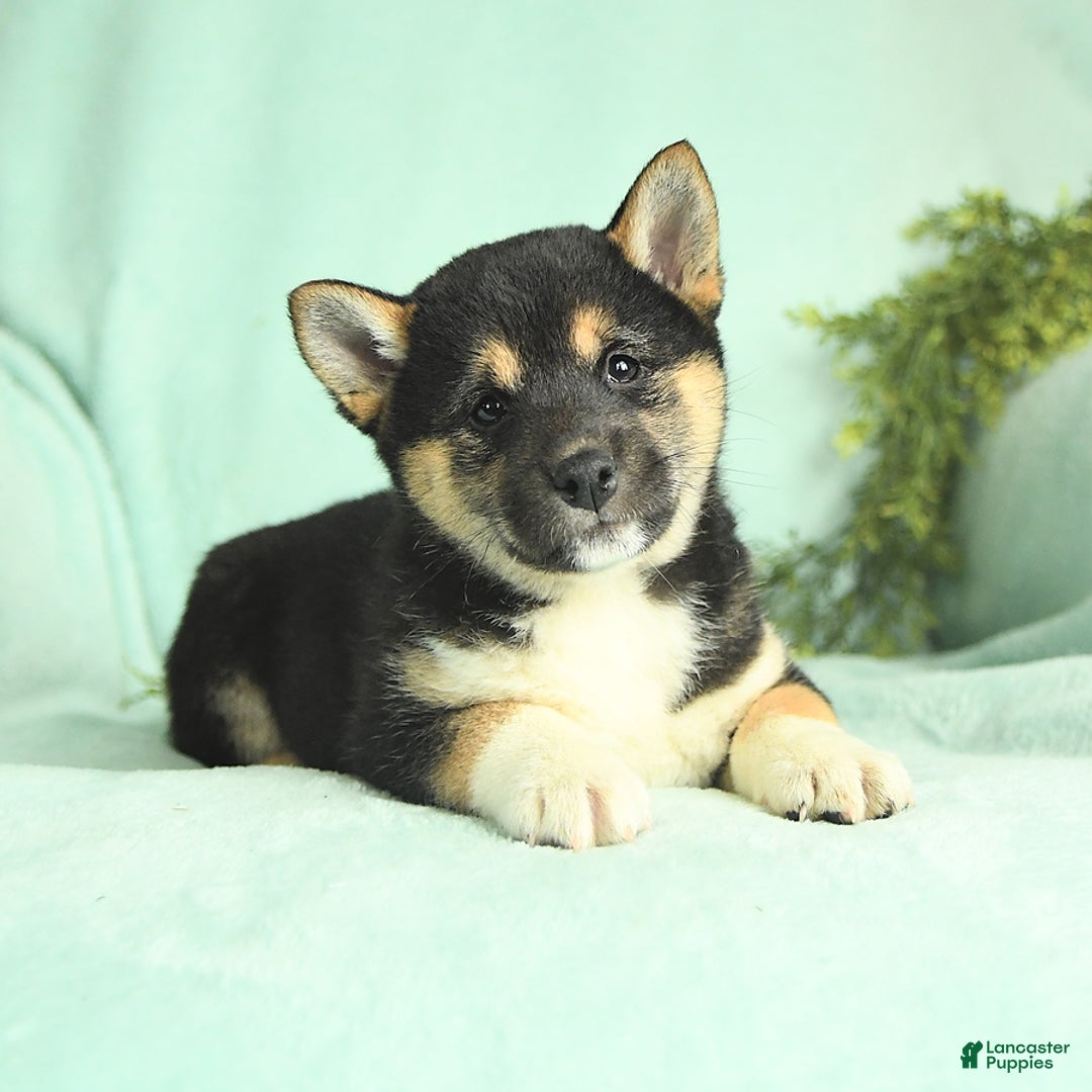 Shiba Inu dogs for sale: Uracutie - Image 1