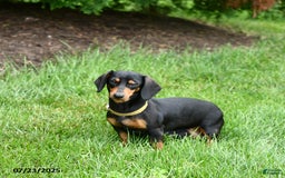 Miniature Dachshund dogs for sale: Wendy - Image 6