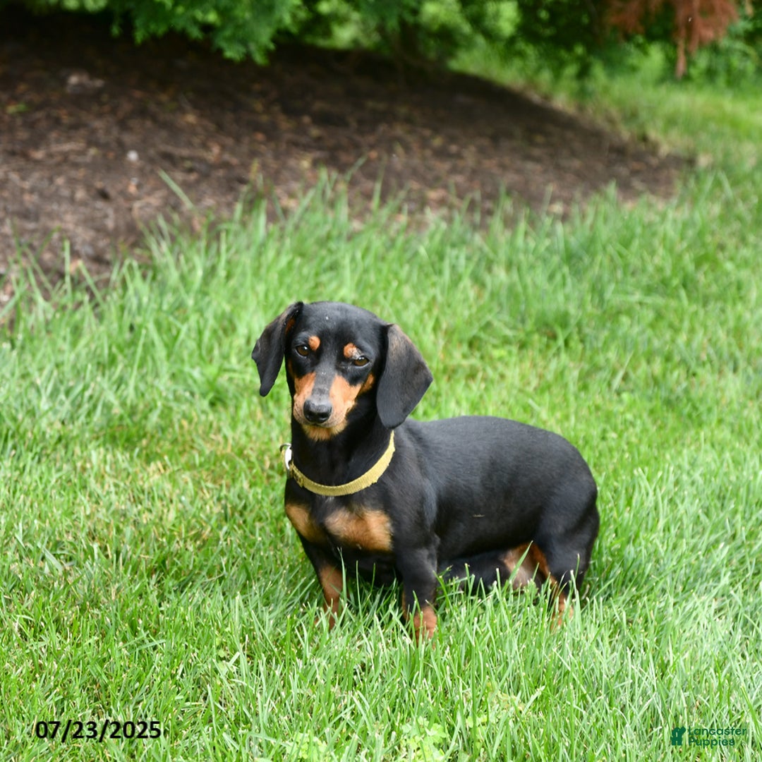 Miniature Dachshund dogs for sale: Wendy - Image 6