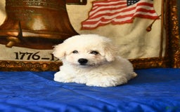 Bichon Frise dogs for sale: Comet - Image 5