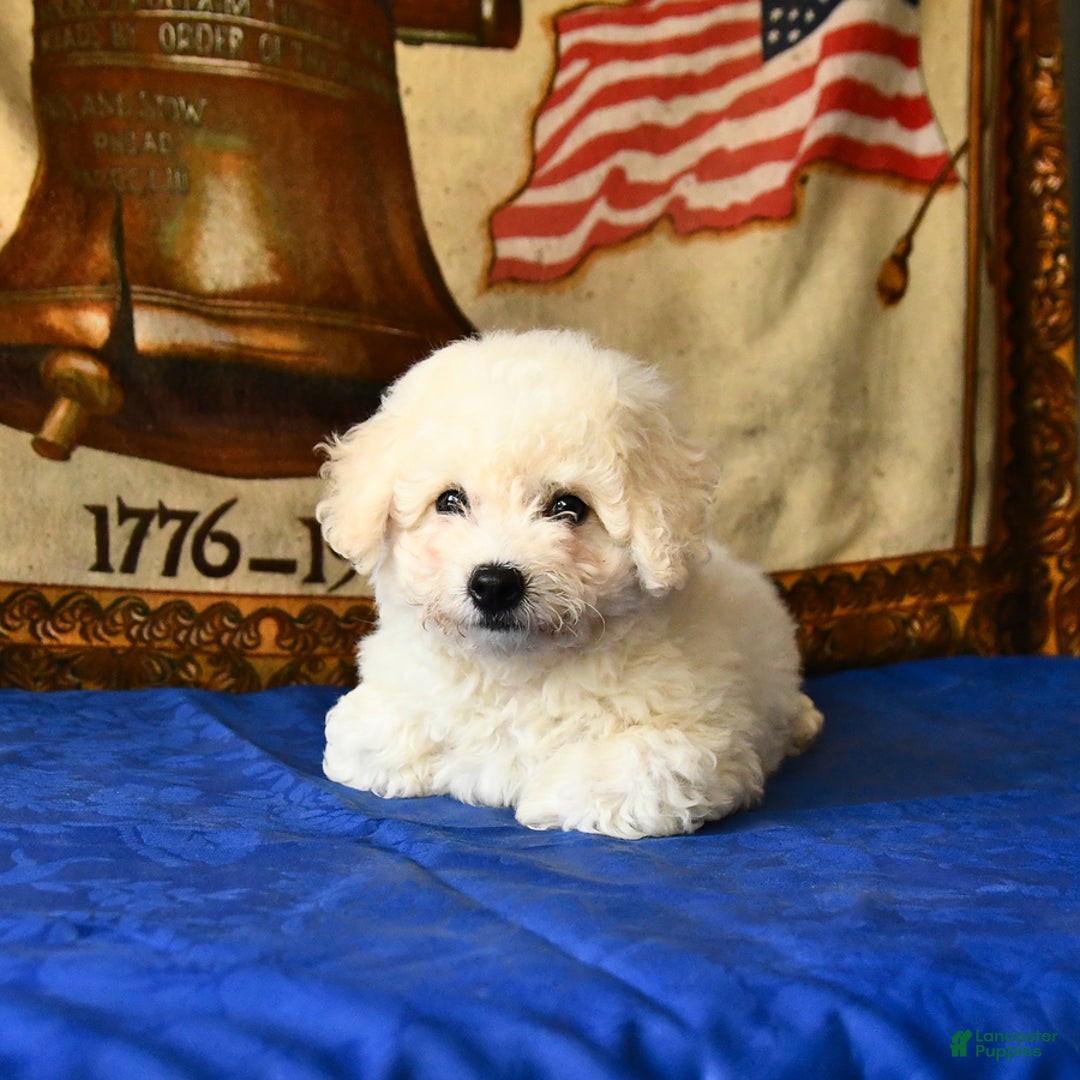Bichon Frise dogs for sale: Comet - Image 5