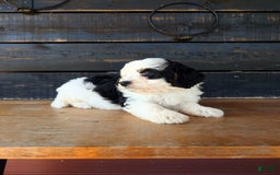 Mini Bernedoodle dogs for sale: Maverick - Image 3