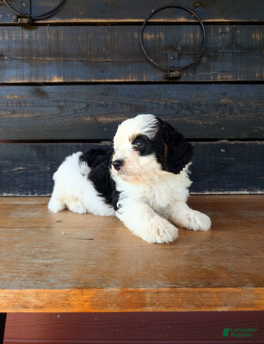 Mini Bernedoodle dogs for sale: Maverick - Image 3