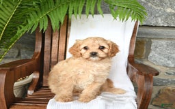 Cavapoo dogs for sale: Skye - Image 6