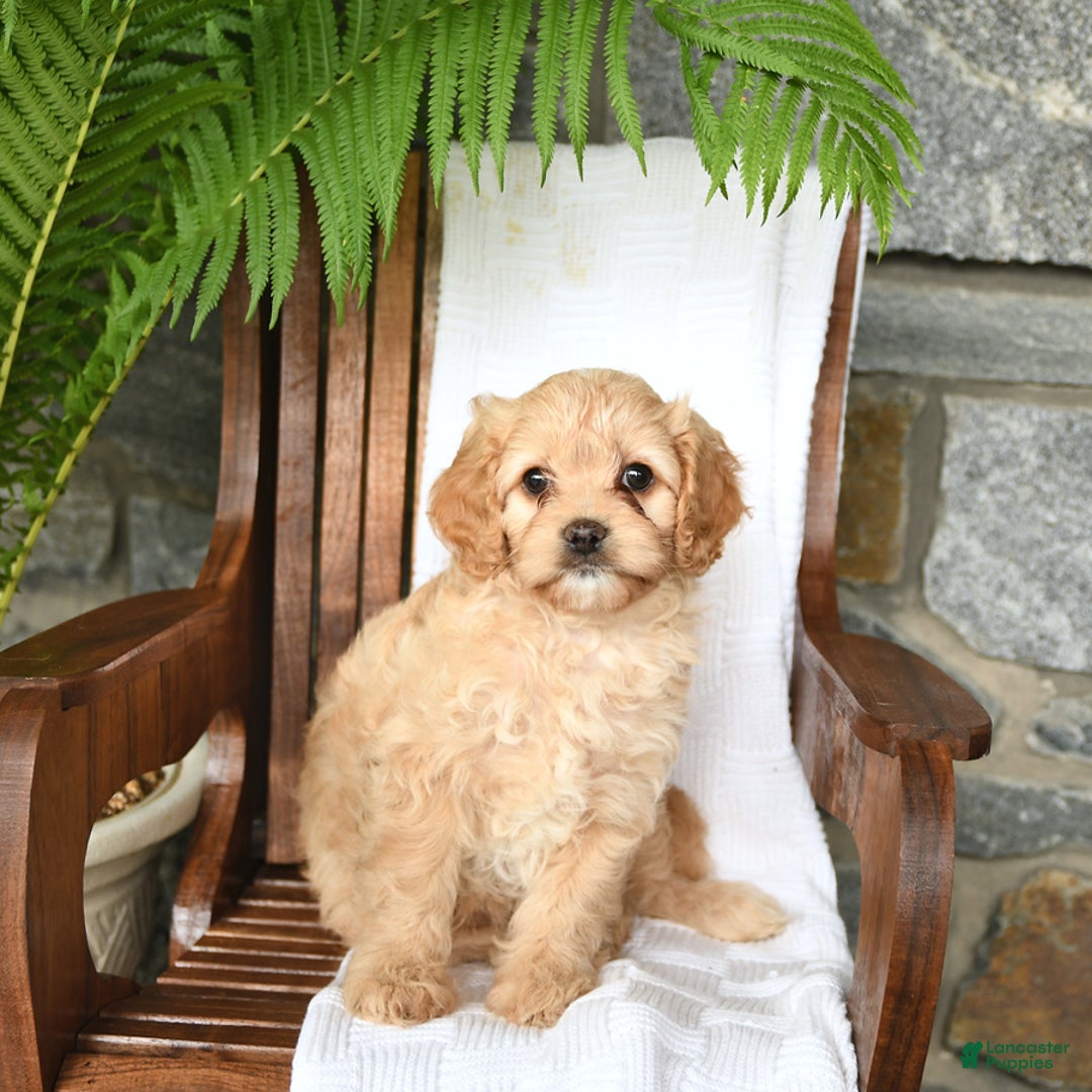 Cavapoo dogs for sale: Skye - Image 6