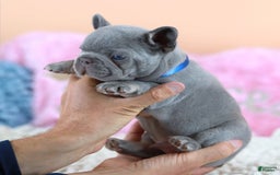 French Bulldog dogs for sale: Dylan - Image 9