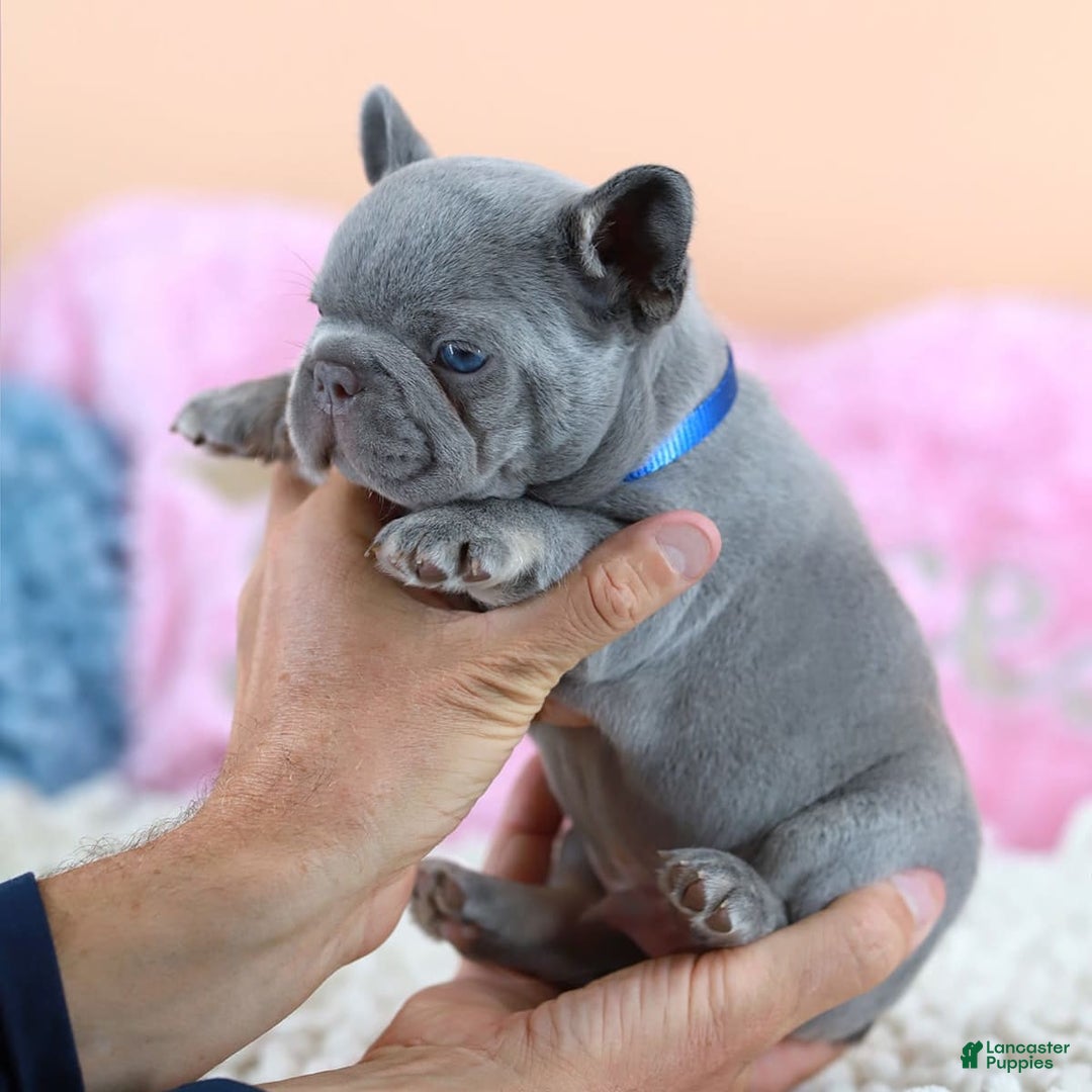 French Bulldog dogs for sale: Dylan - Image 9