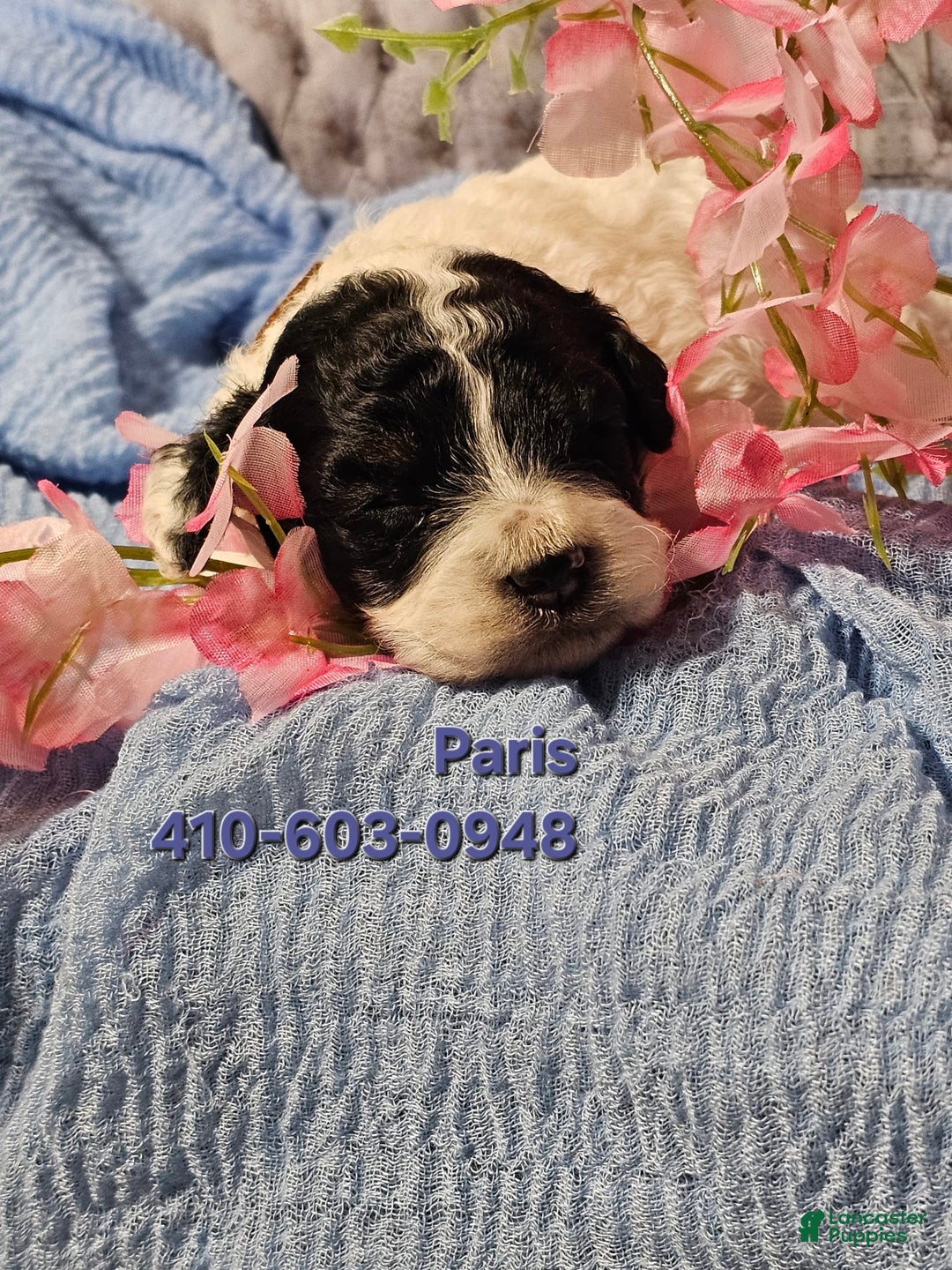 Mini Goldendoodle dogs for sale: Paris - Image 3