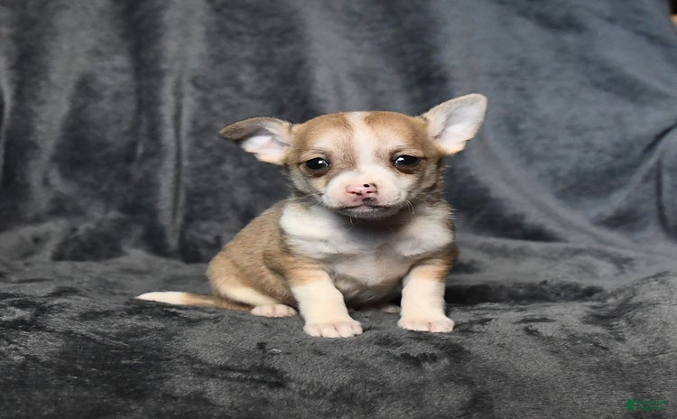 Chihuahua dogs for sale - Ad 2