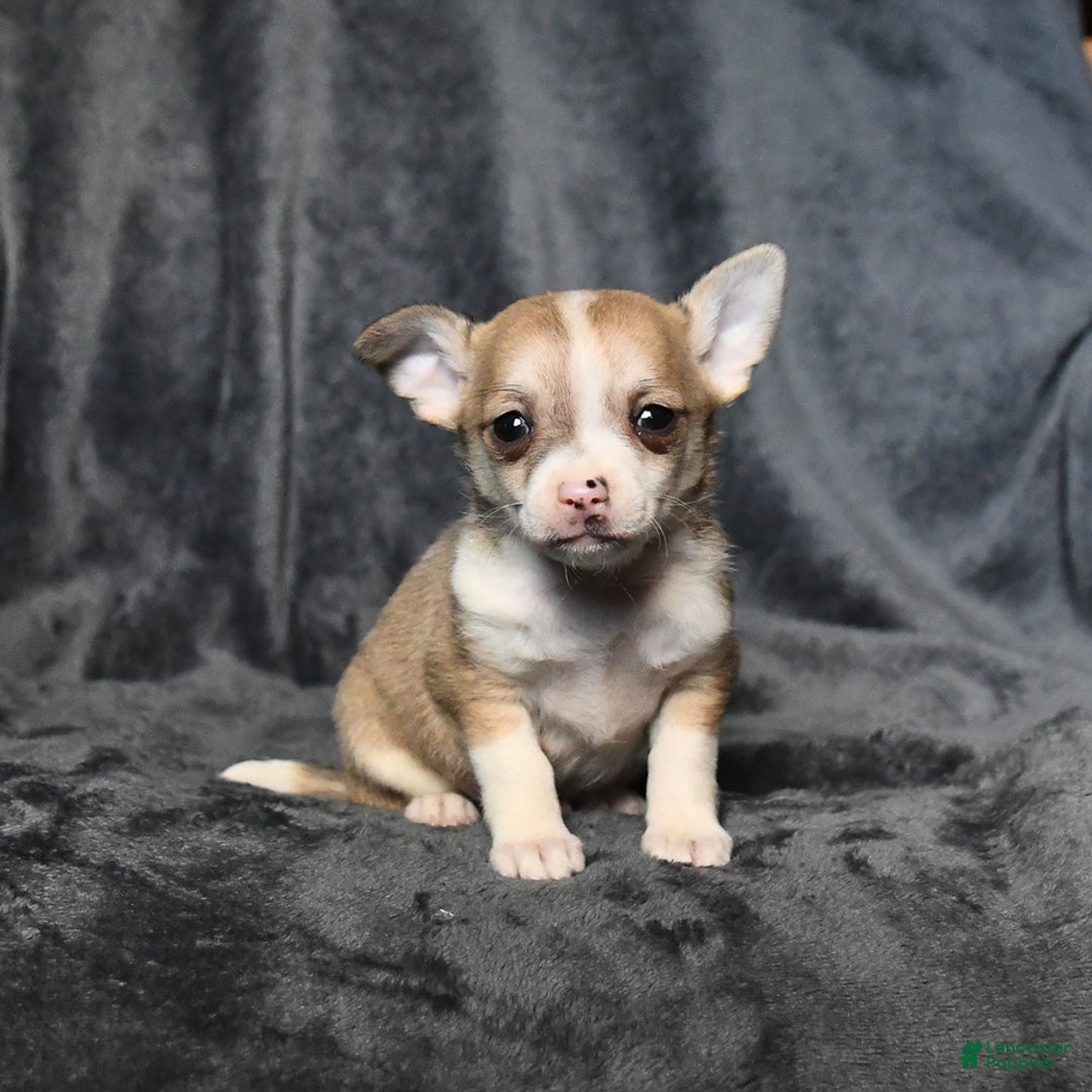 Chihuahua dogs for sale: Peanut - Image 1