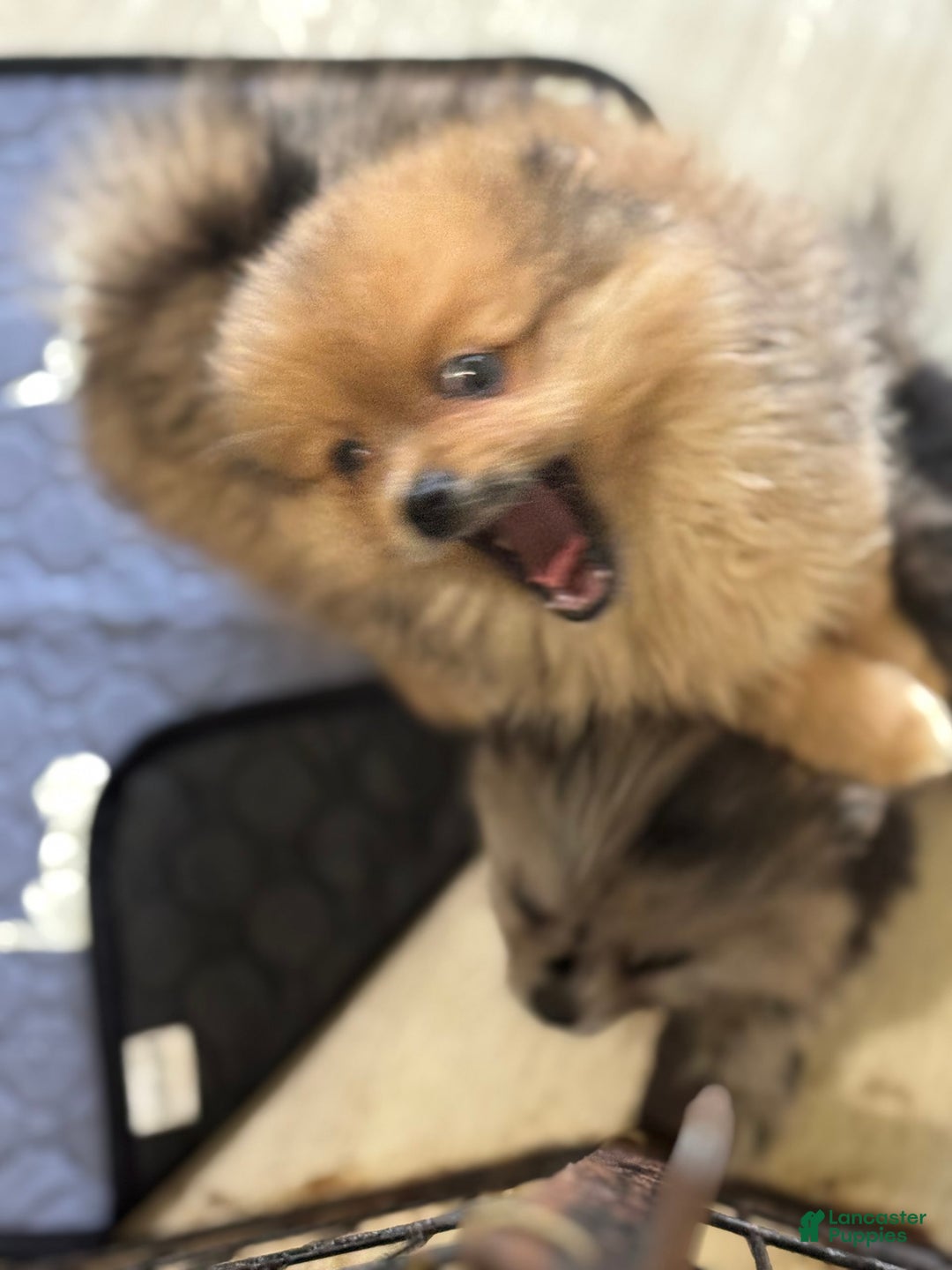 Pomeranian dogs for sale: Leo - Image 3