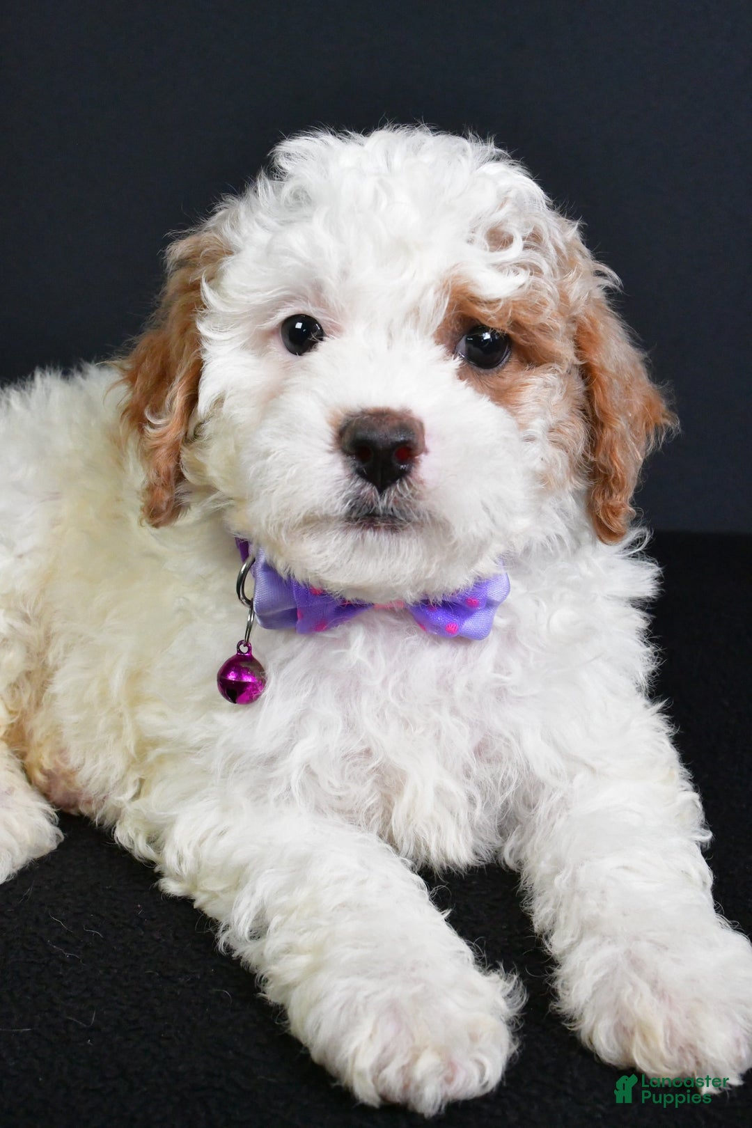Cavapoo dogs for sale: Abby - Image 7