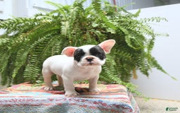 French Bulldog dogs for sale: Captain - Image 4