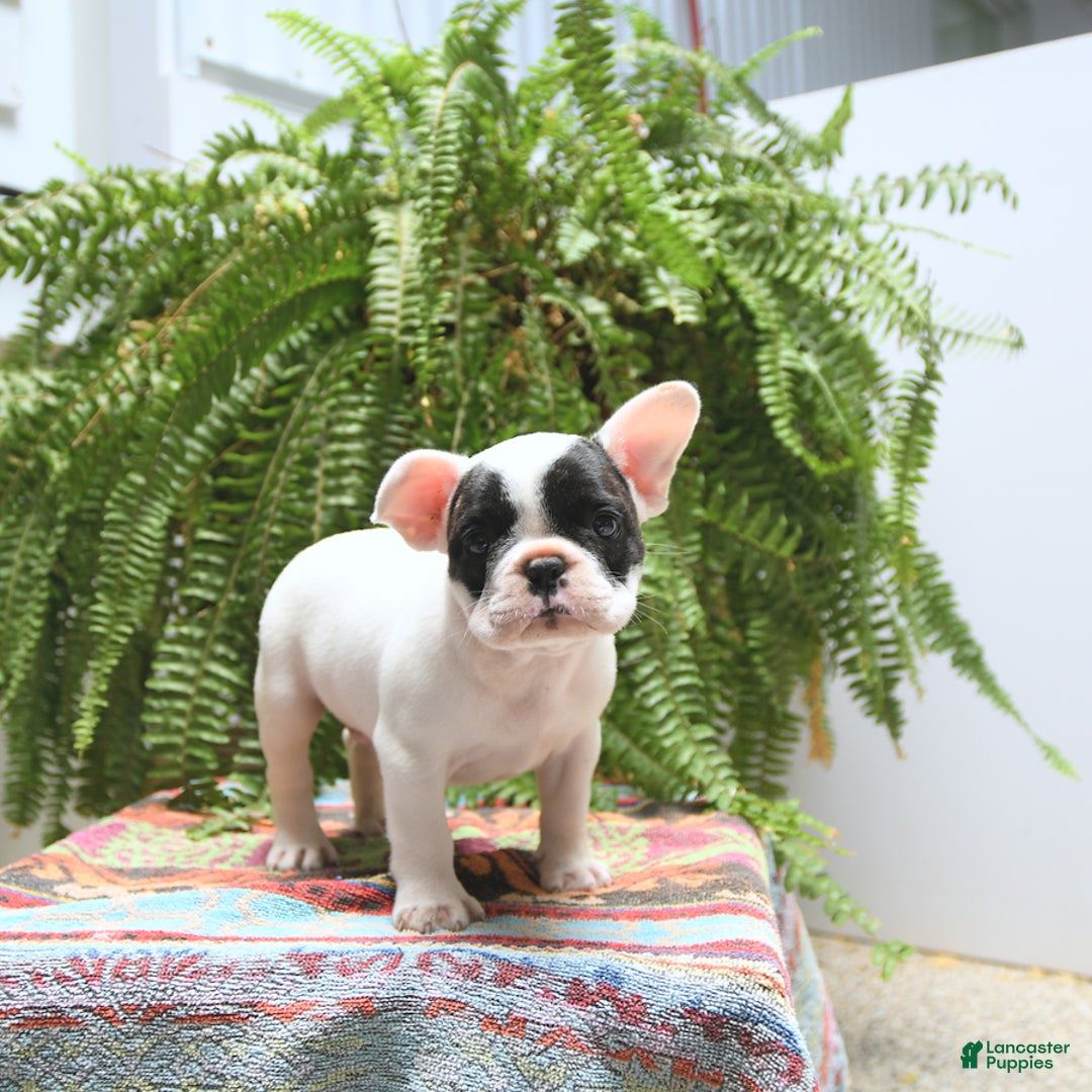 French Bulldog dogs for sale: Captain - Image 4