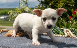 Chihuahua dogs for sale: Biscuit - Image 3