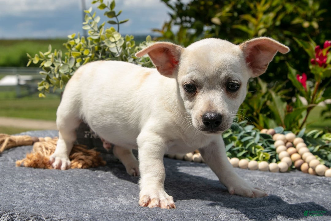 Chihuahua dogs for sale: Biscuit - Image 3