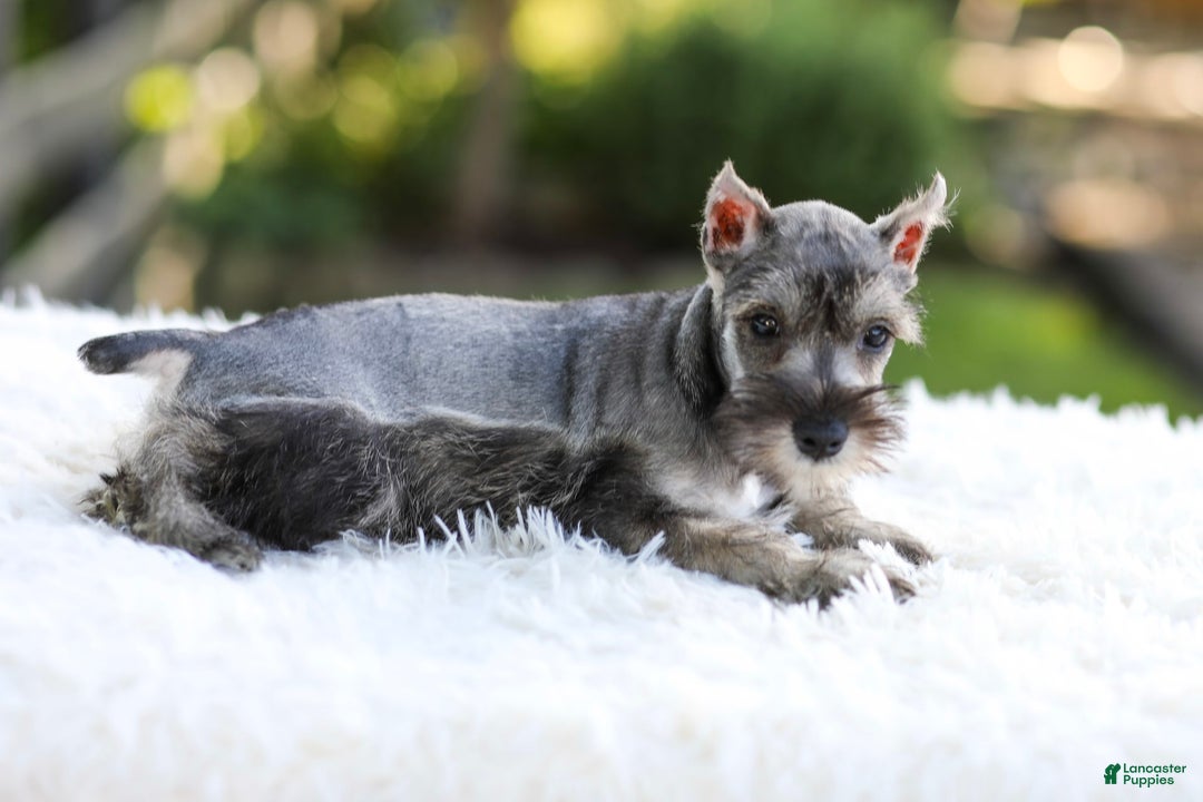 Miniature Schnauzer dogs for sale: Blaze - Image 10