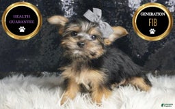 Morkie dogs for sale: Bebop - Image 2