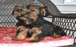 Yorkshire Terrier dogs for sale: River - Image 8