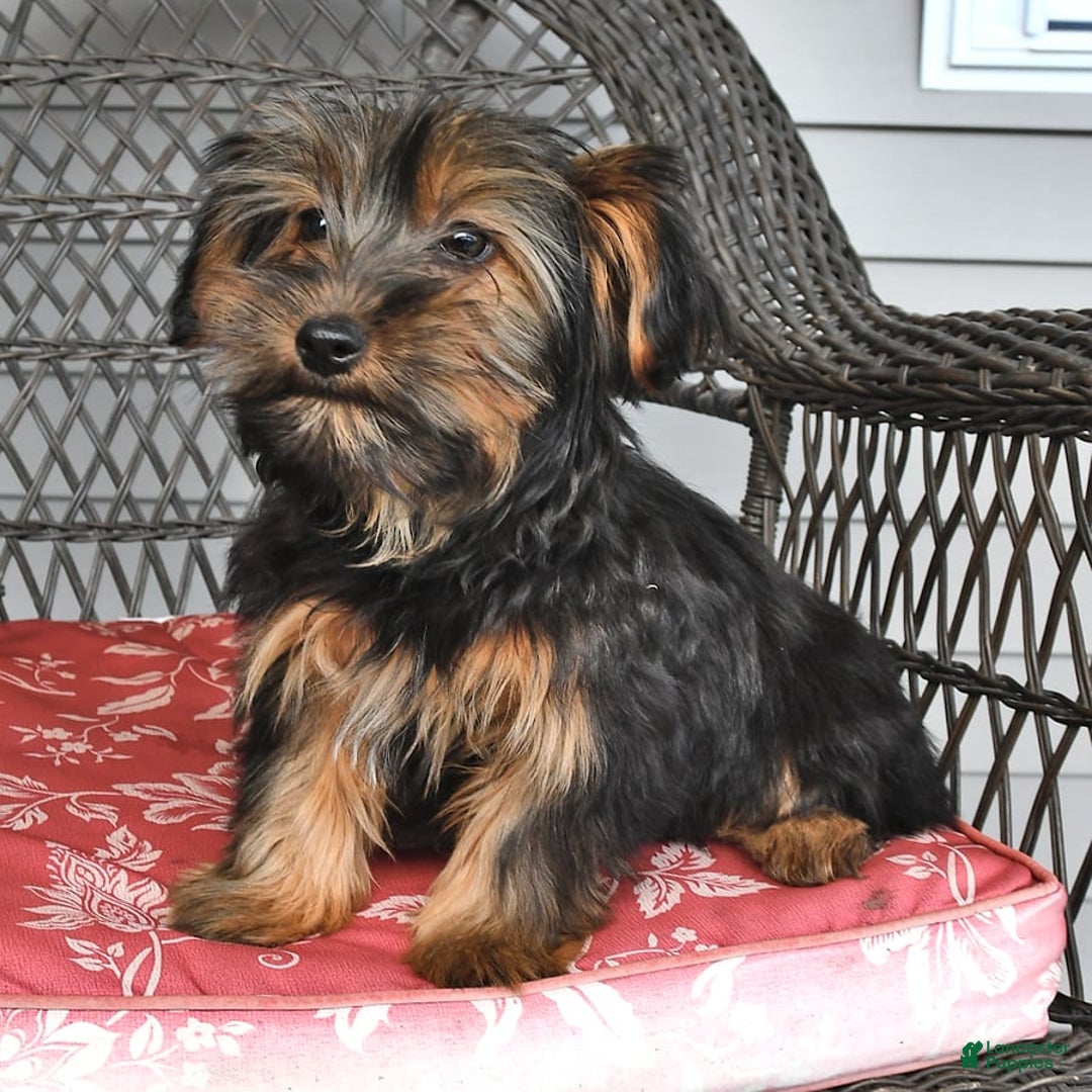 Yorkshire Terrier dogs for sale: River - Image 8