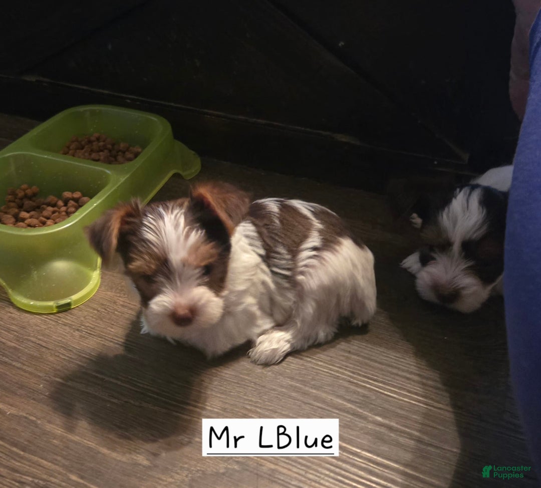 Yorkshire Terrier dogs for sale: Mr Light Blue - Image 1
