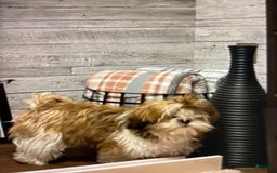 Shih Tzu dogs for sale: Gordo - Image 4