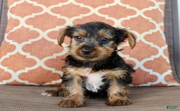 Yorkshire Terrier dogs for sale - Ad 5