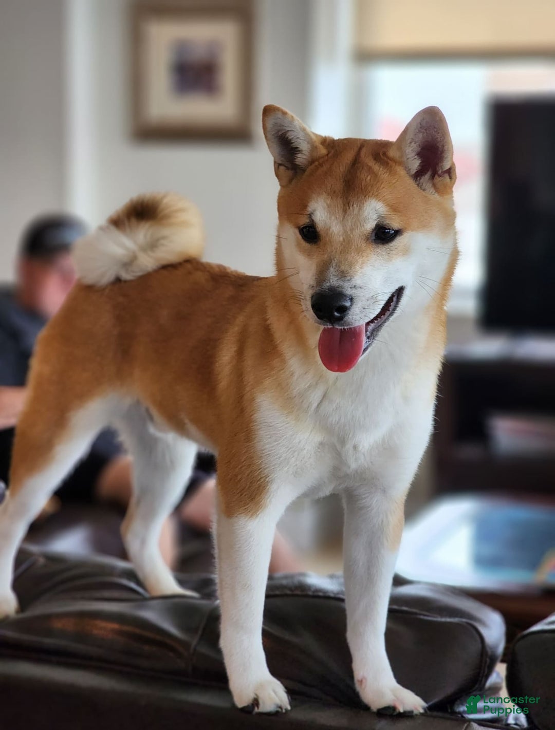 Shiba Inu dogs for sale: Dora - Image 11