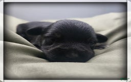 Miniature Schnauzer dogs for sale: Fern - Image 6