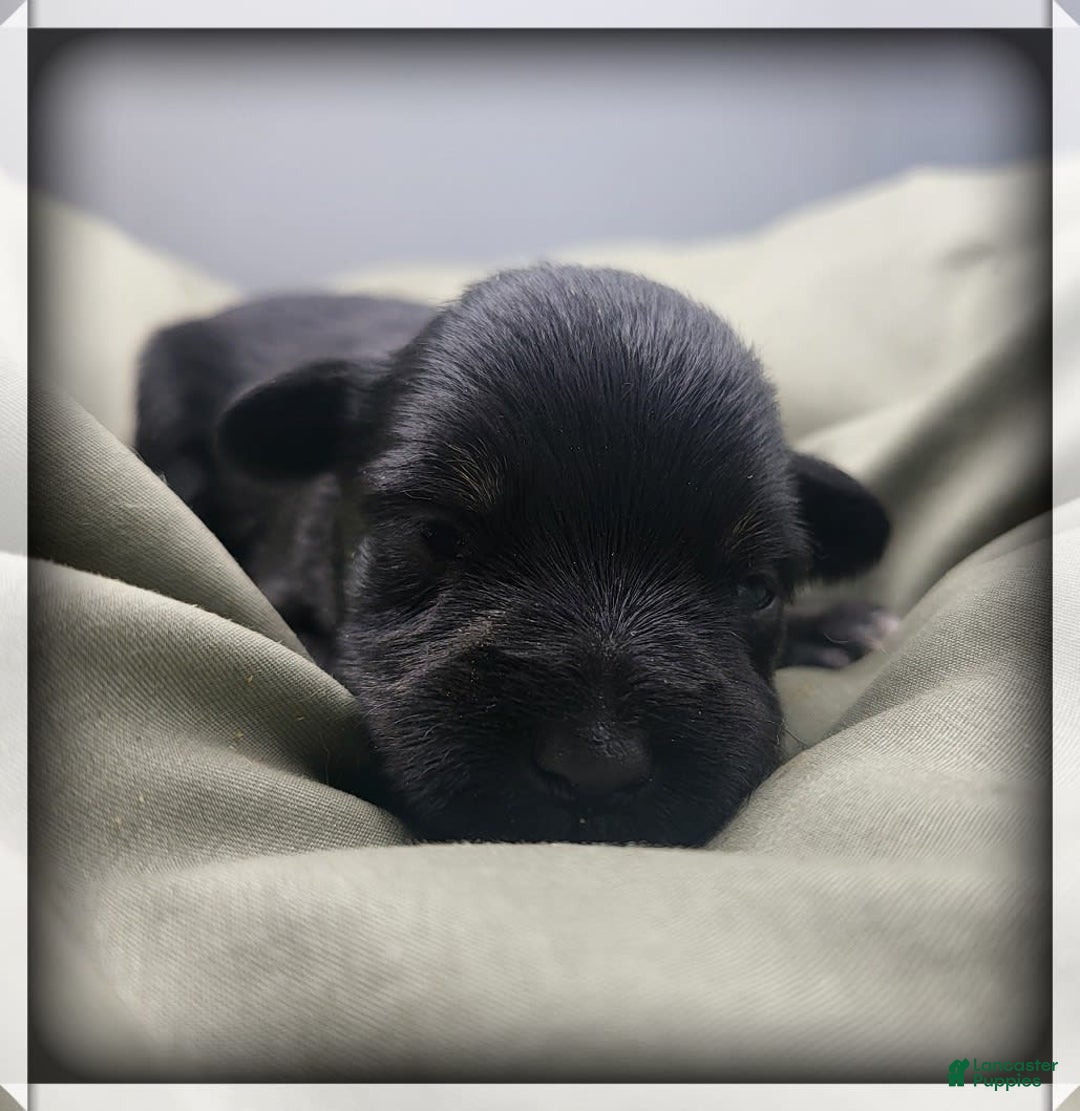 Miniature Schnauzer dogs for sale: Fern - Image 6