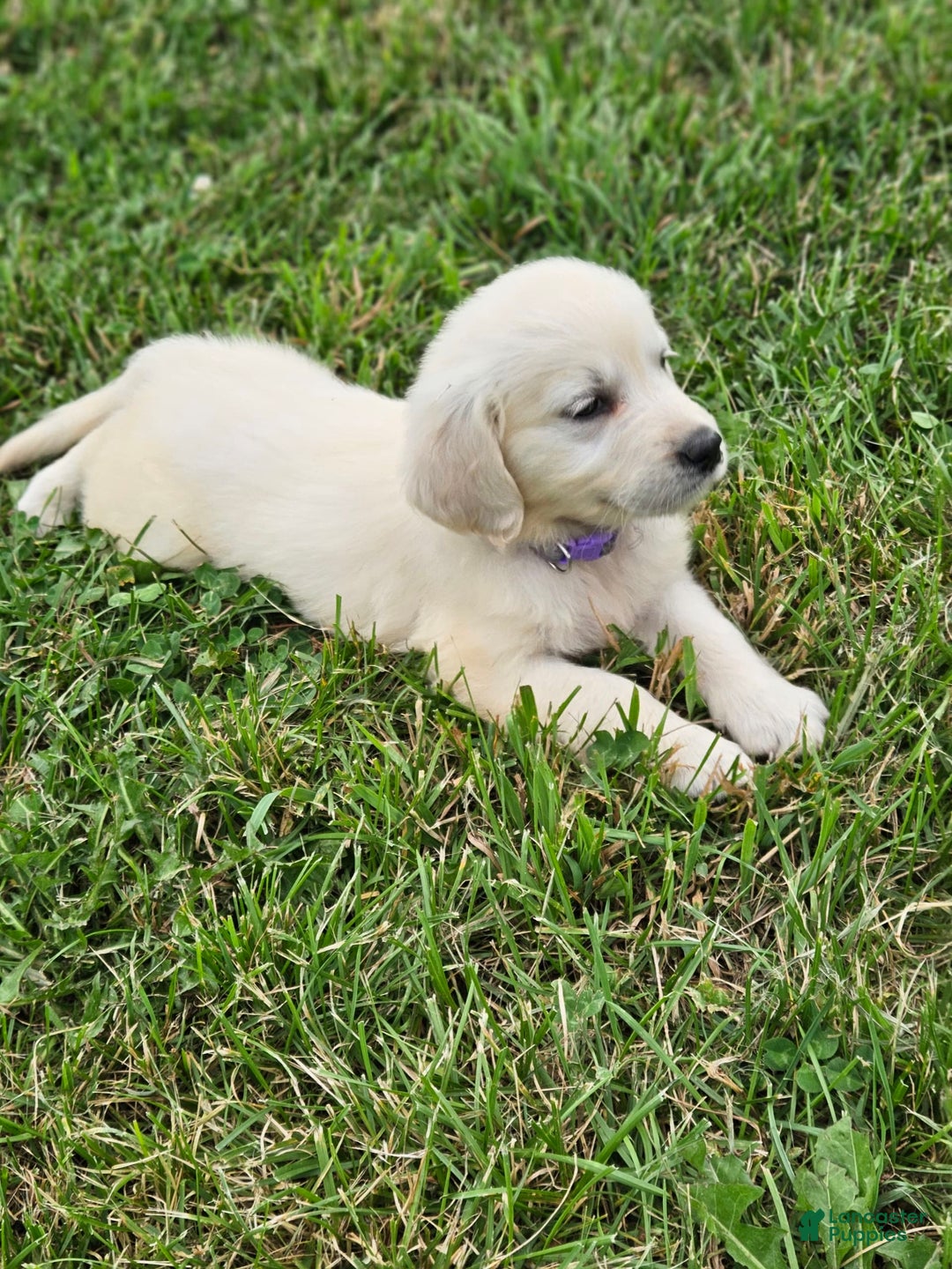 Golden Retriever dogs for sale: Jasmine - Image 2