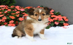 Shetland Sheepdog dogs for sale: Tommy - Image 7