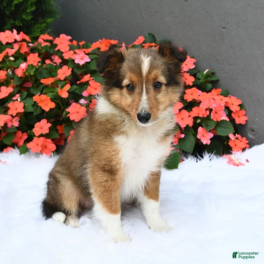 Shetland Sheepdog dogs for sale: Tommy - Image 7