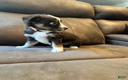 Miniature Australian Shepherd dogs for sale: Red Tri Female - Image 5