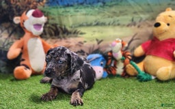 Catahoula Leopard Dog dogs for sale: Houdini 2025 Male 5 - Image 2