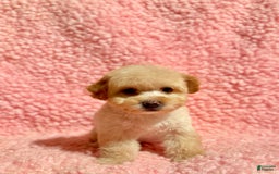 Toy Poodle dogs for sale: Tina - Image 5