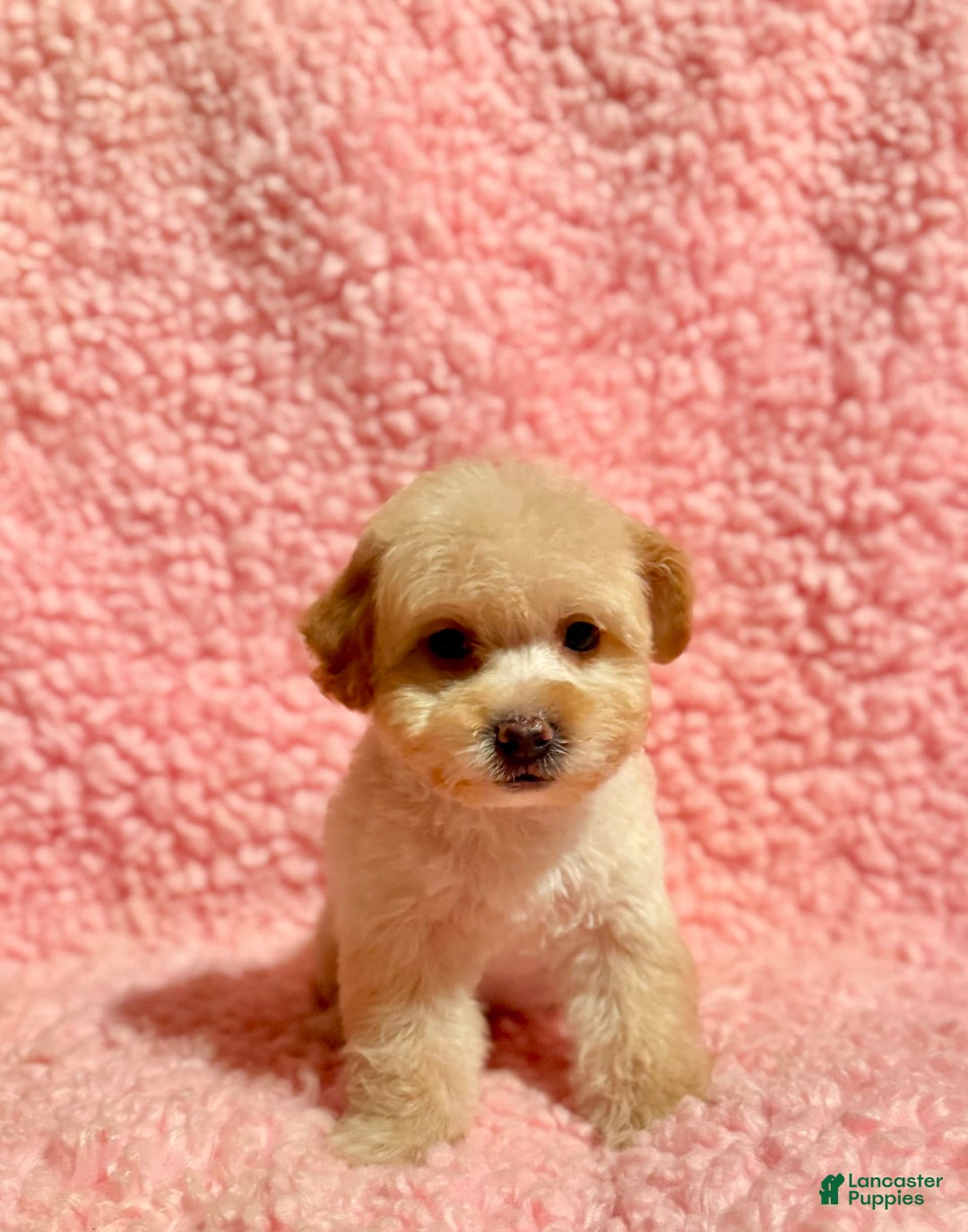 Toy Poodle dogs for sale: Tina - Image 5