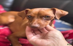 Miniature Pinscher dogs for sale: Scooby Jr - Image 5