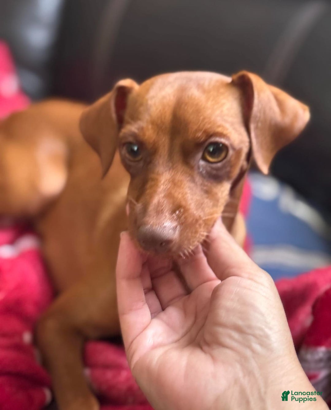 Miniature Pinscher dogs for sale: Scooby Jr - Image 5