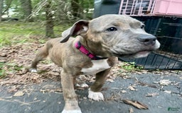 American Bully dogs for sale: Majestic - Image 14