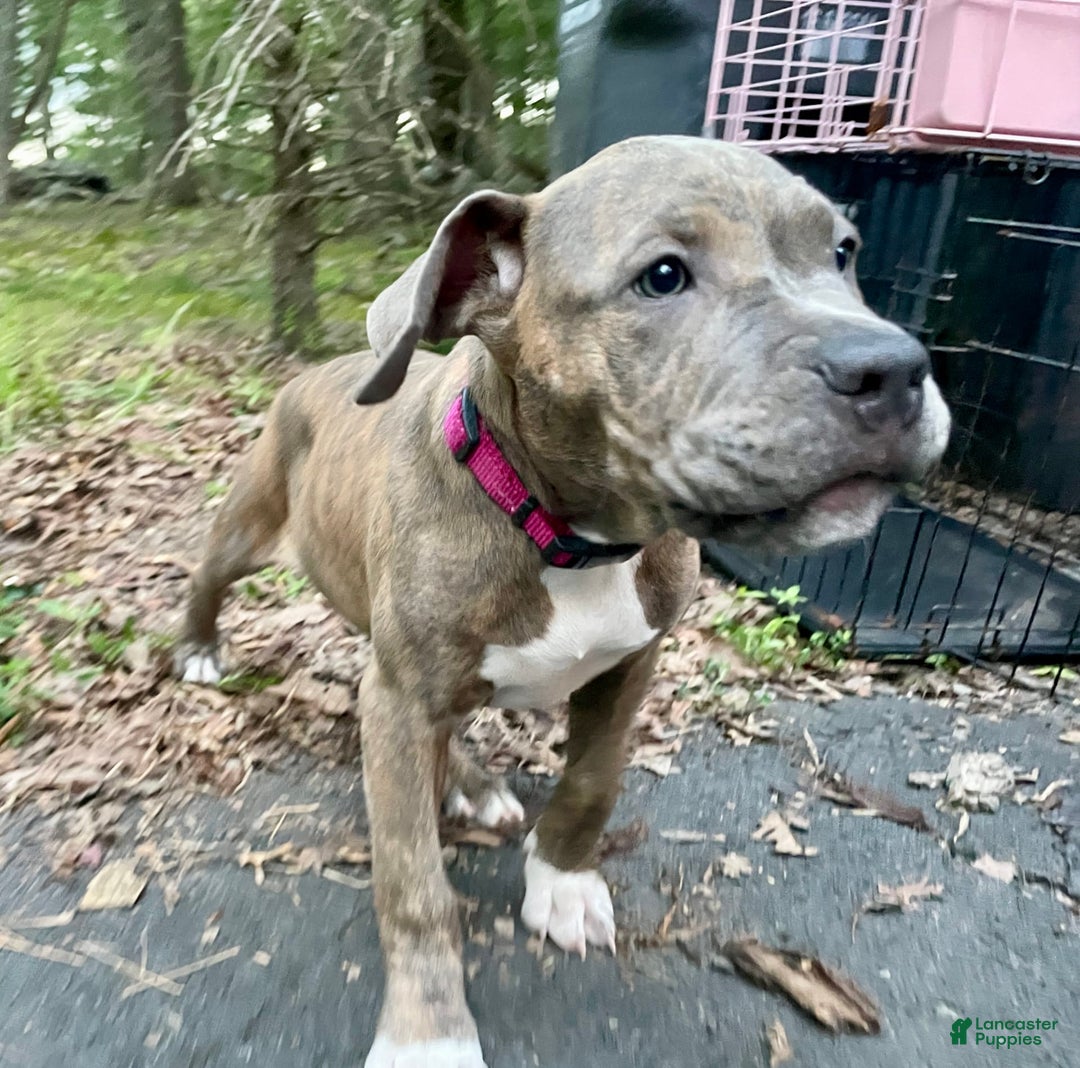 American Bully dogs for sale: Majestic - Image 14