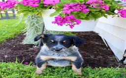 Australian Cattle Dog dogs for sale: Bailey - Image 1
