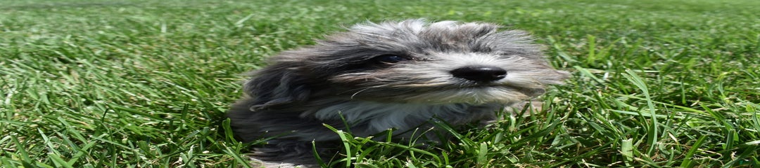 Zorro