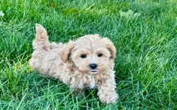 Maltipoo dogs for sale: Solomon - Image 1